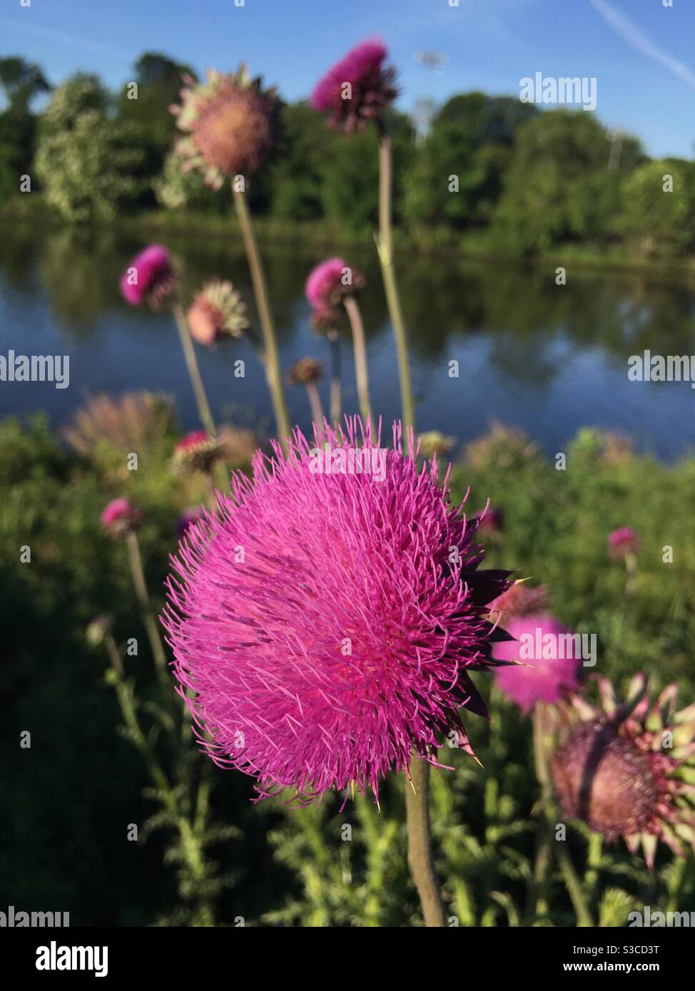 Eine lilafarbene Distelblume wächst entlang eines Kanals. - Smartphone-aufgenommenes Stockfoto
