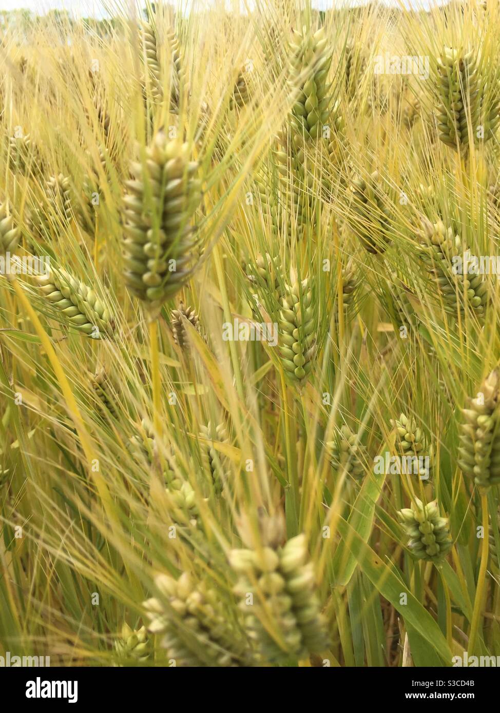 Gerstenstiele winken in einer sanften Sommerbrise. Stockfoto