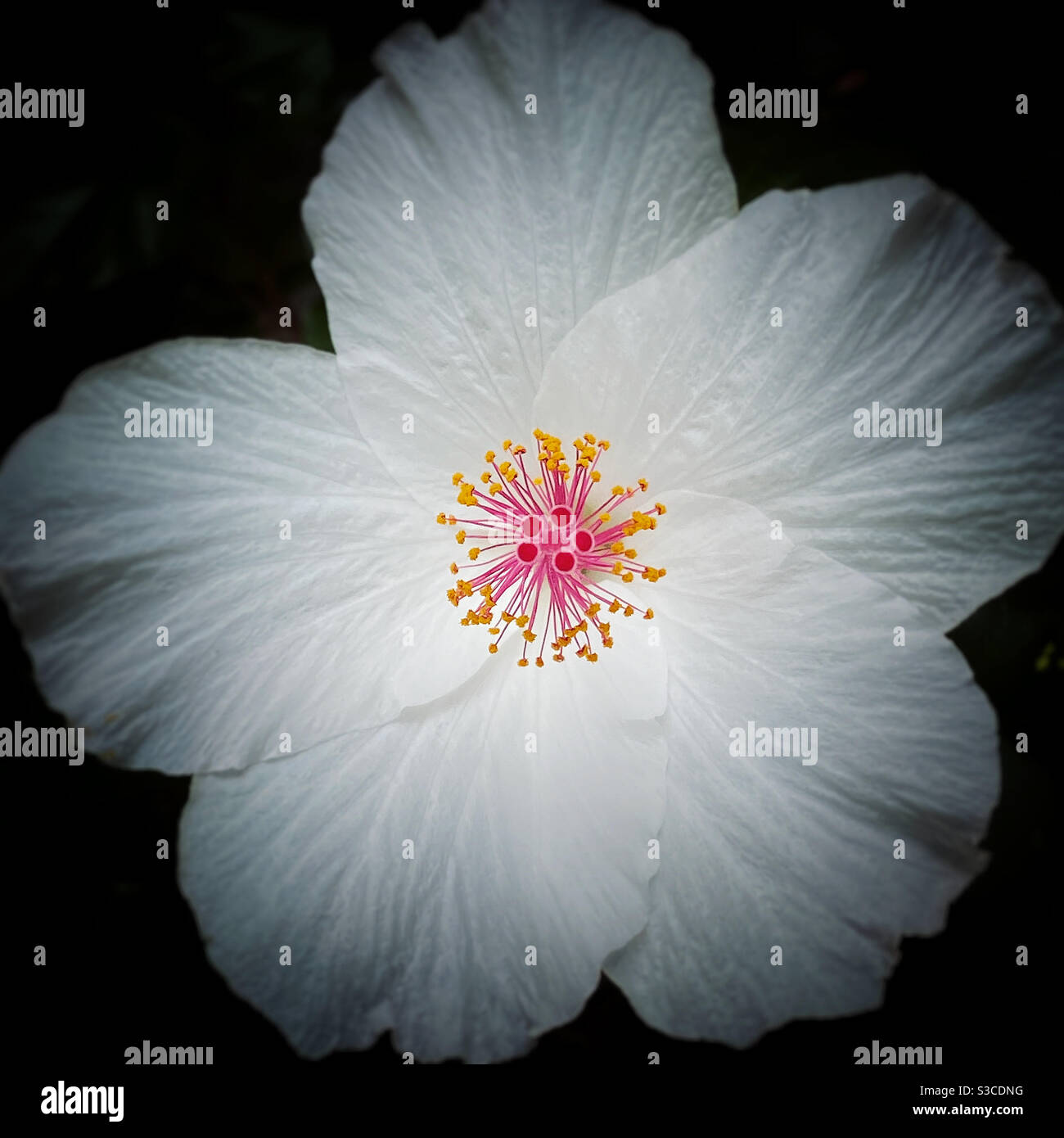 Weiße hibiscus - Smartphone-aufgenommenes Stockfoto