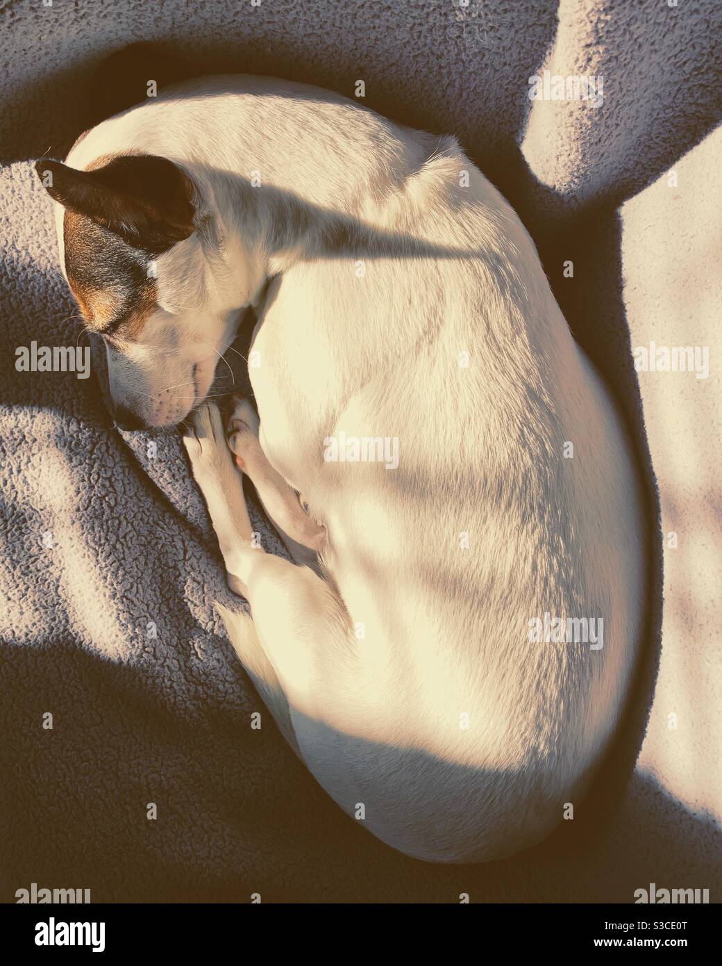 Kleine Jack Russell Terrier Hund curled bis schlafen in der Sonnenlicht Stockfoto