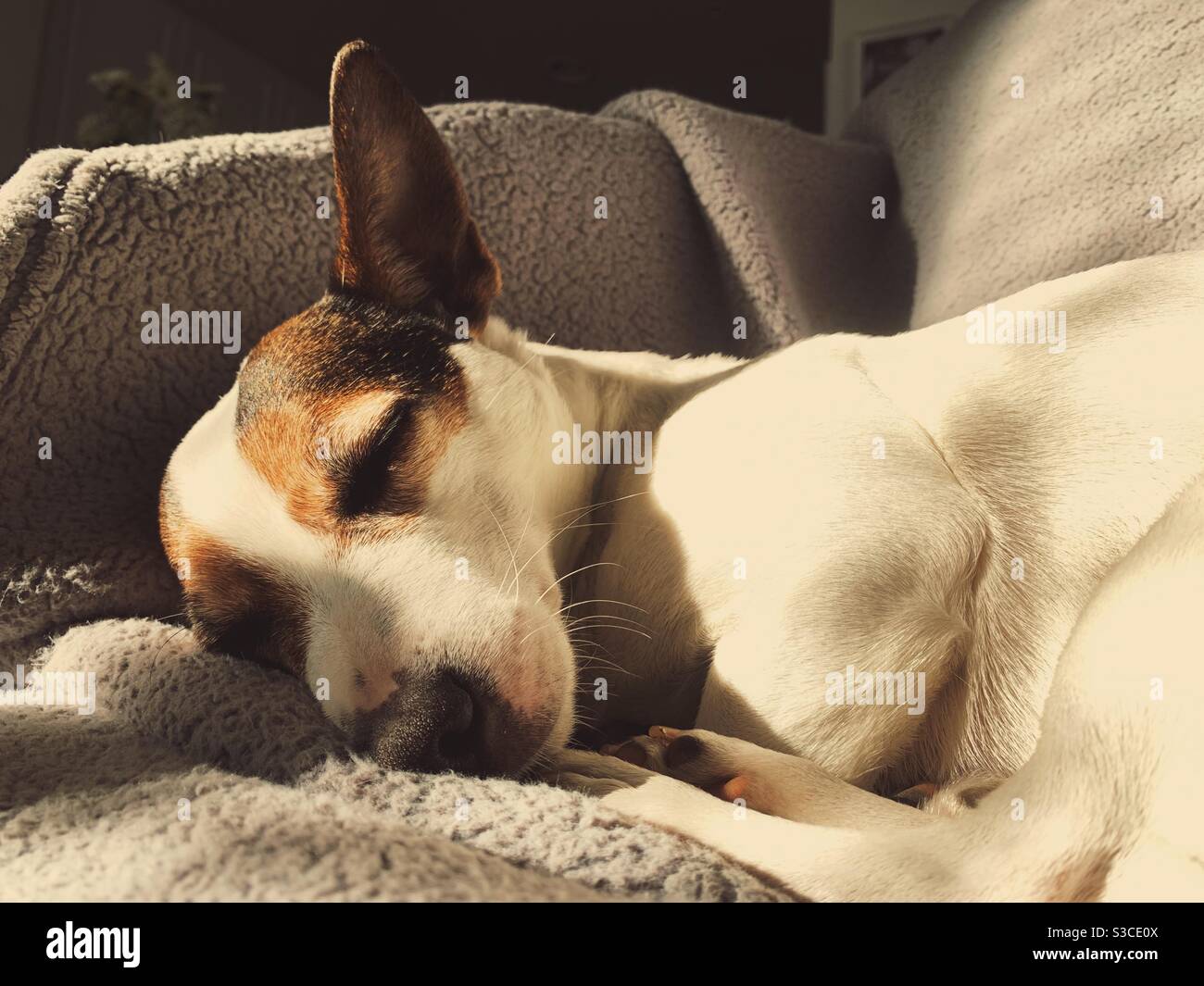 Nahaufnahme eines schlafenden kleinen Jack Russell Terrier-Hundes, der sich im Sonnenlicht zusammenrollte. - Smartphone-aufgenommenes Stockfoto