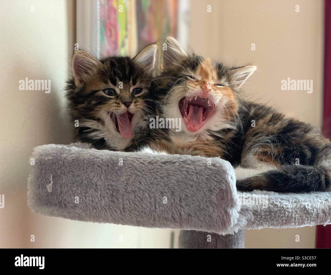Kätzchen Gähnend ( Knurrend ) Stockfoto