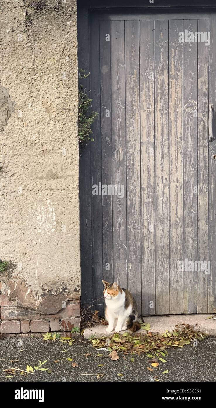 Katze am Tor Stockfoto