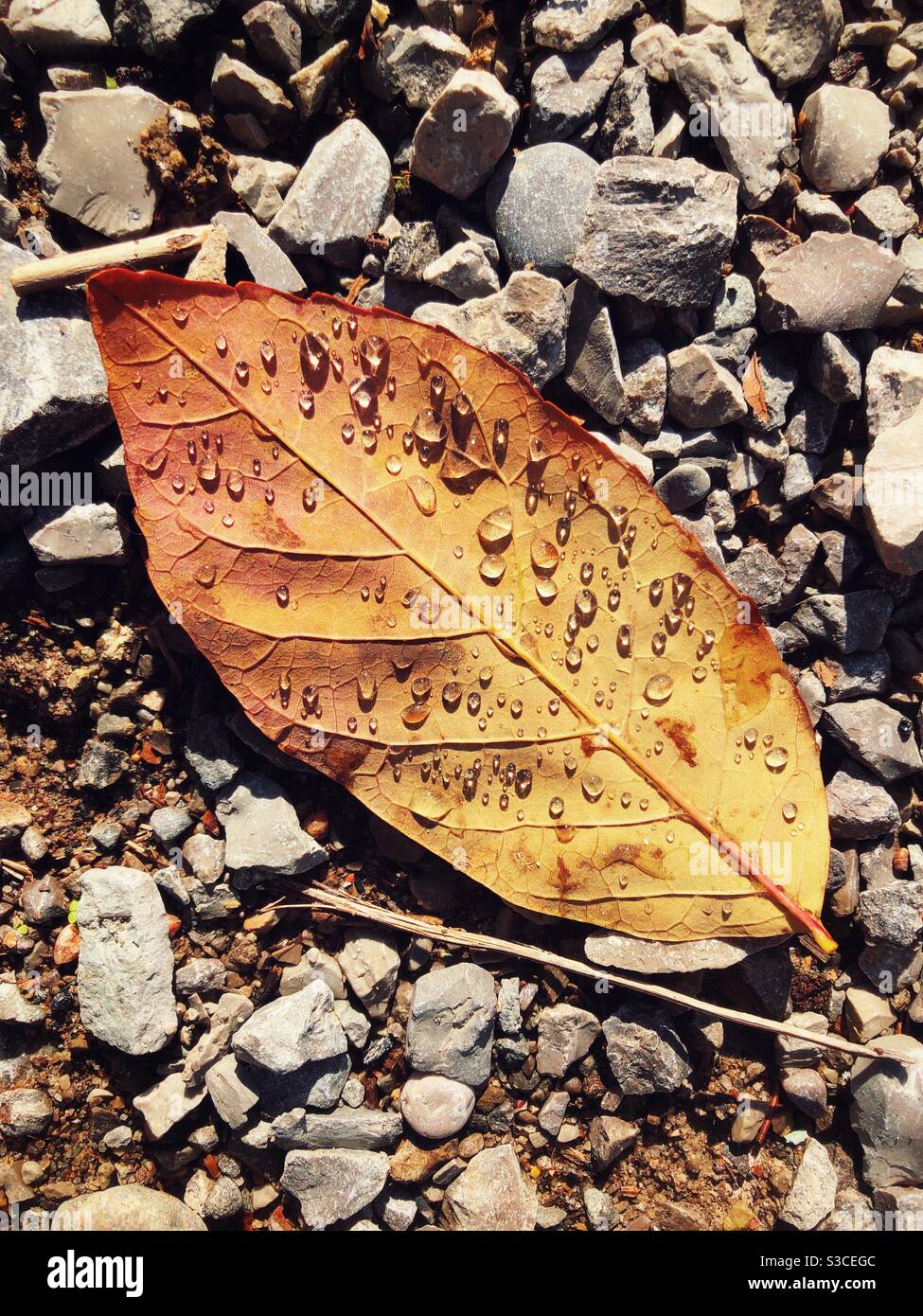 Goldgelbes Herbstblatt auf Felsen mit Wassertröpfchen Stockfoto
