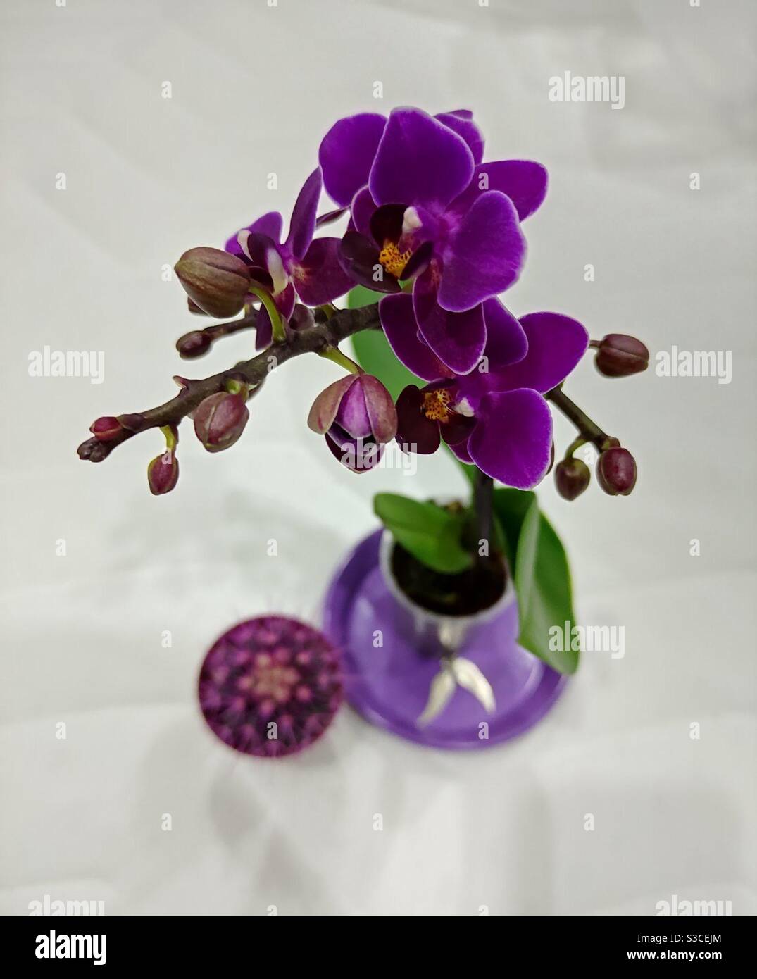 Kleine violette Orchidee neben einem kleinen violetten Kaktus Stockfoto