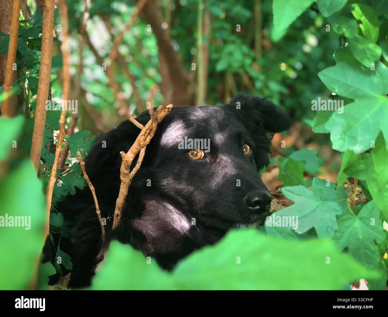 Porträt eines schwarzen Hundes versteckt in den Büschen Stockfoto