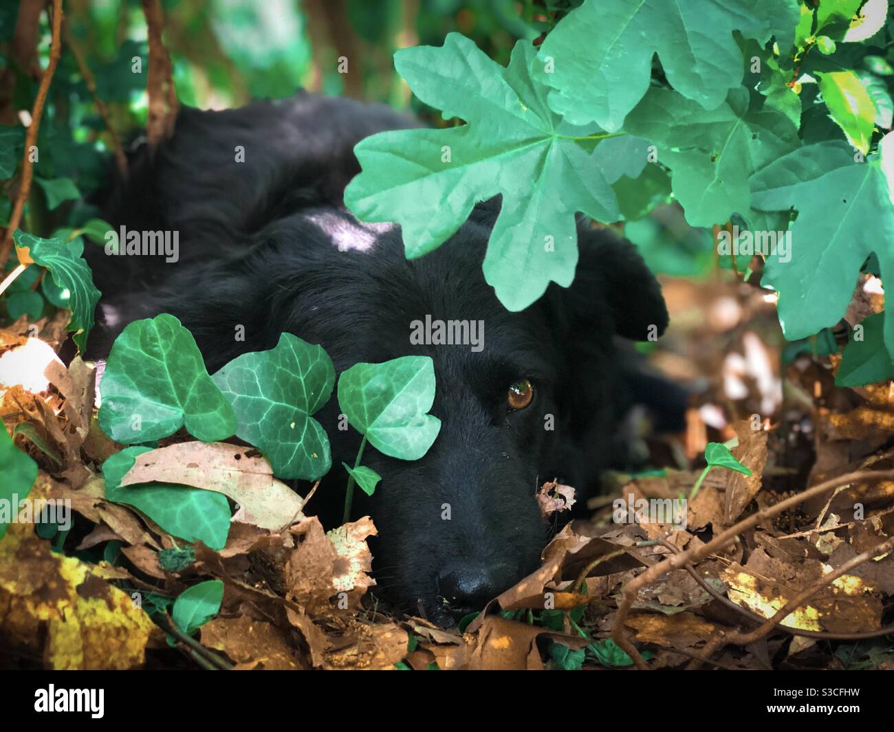 Porträt eines schwarzen Hundes versteckt in den Büschen Stockfoto