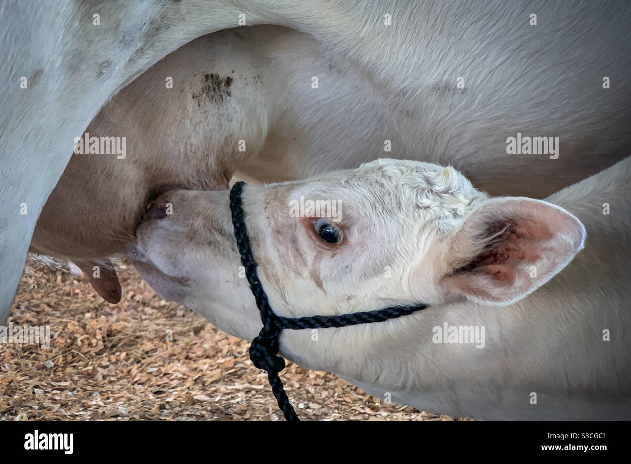 Baby weiße Kuh stillen von seiner Mutter während der lokalen Landmesse. - Smartphone-aufgenommenes Stockfoto