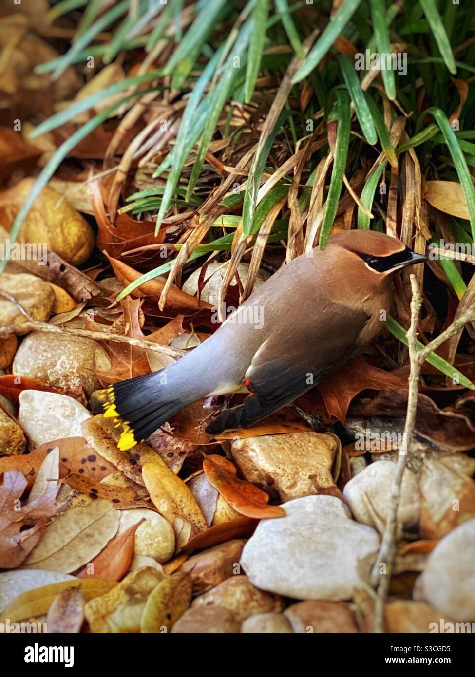 Ein Zedernwachsvogel Stockfoto