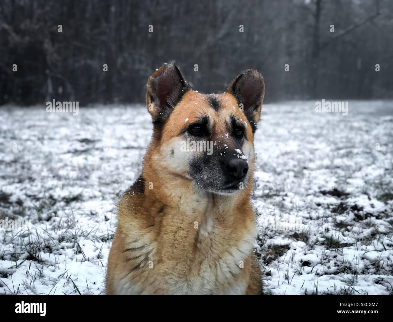 Portrait des deutschen Schäferhundes im Winter Stockfoto