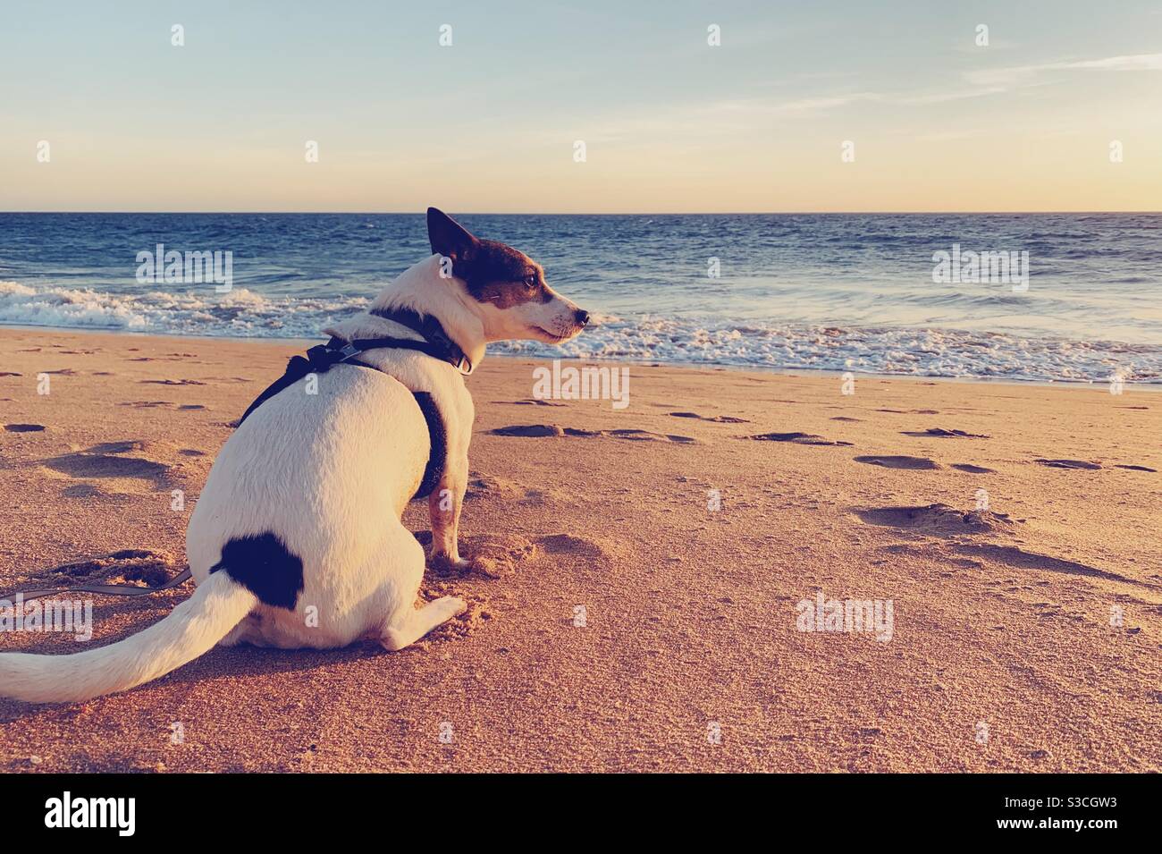 Jack Russell Terrier Hund sitzt am Sandstrand Blick auf Licht der untergehenden Sonne an einem schönen klaren windigen Tag. - Smartphone-aufgenommenes Stockfoto