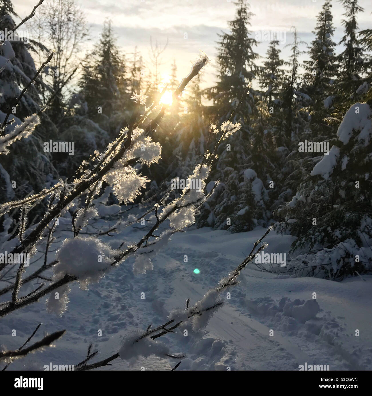 Frostschönheit Stockfoto