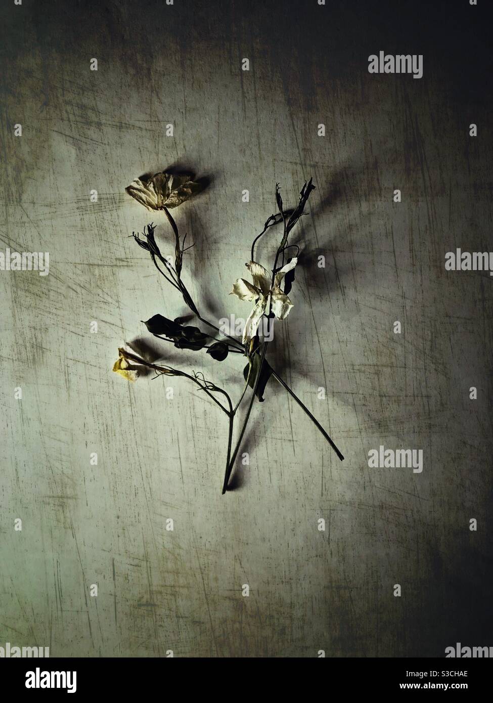 Eine tote Blumenpflanze und ihre Spiegelung auf einer zerkratzten Tapeten Stockfoto