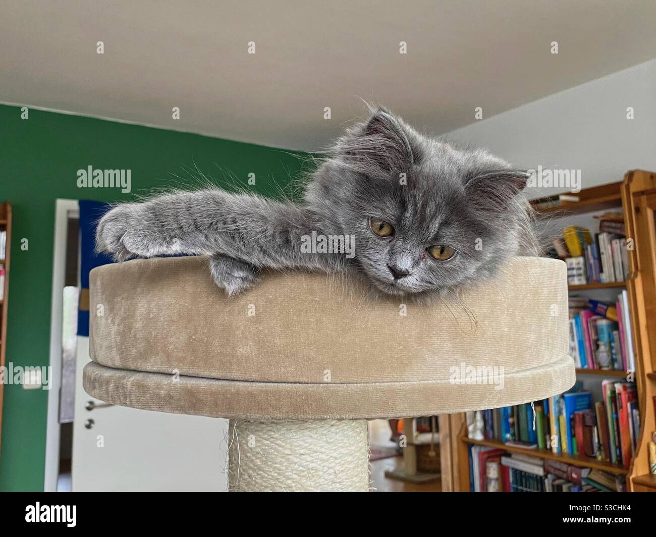 3 Monate altes blaupersisches Kätzchen, das von der Spitze eines Katzenbaums herabschaut. Stockfoto