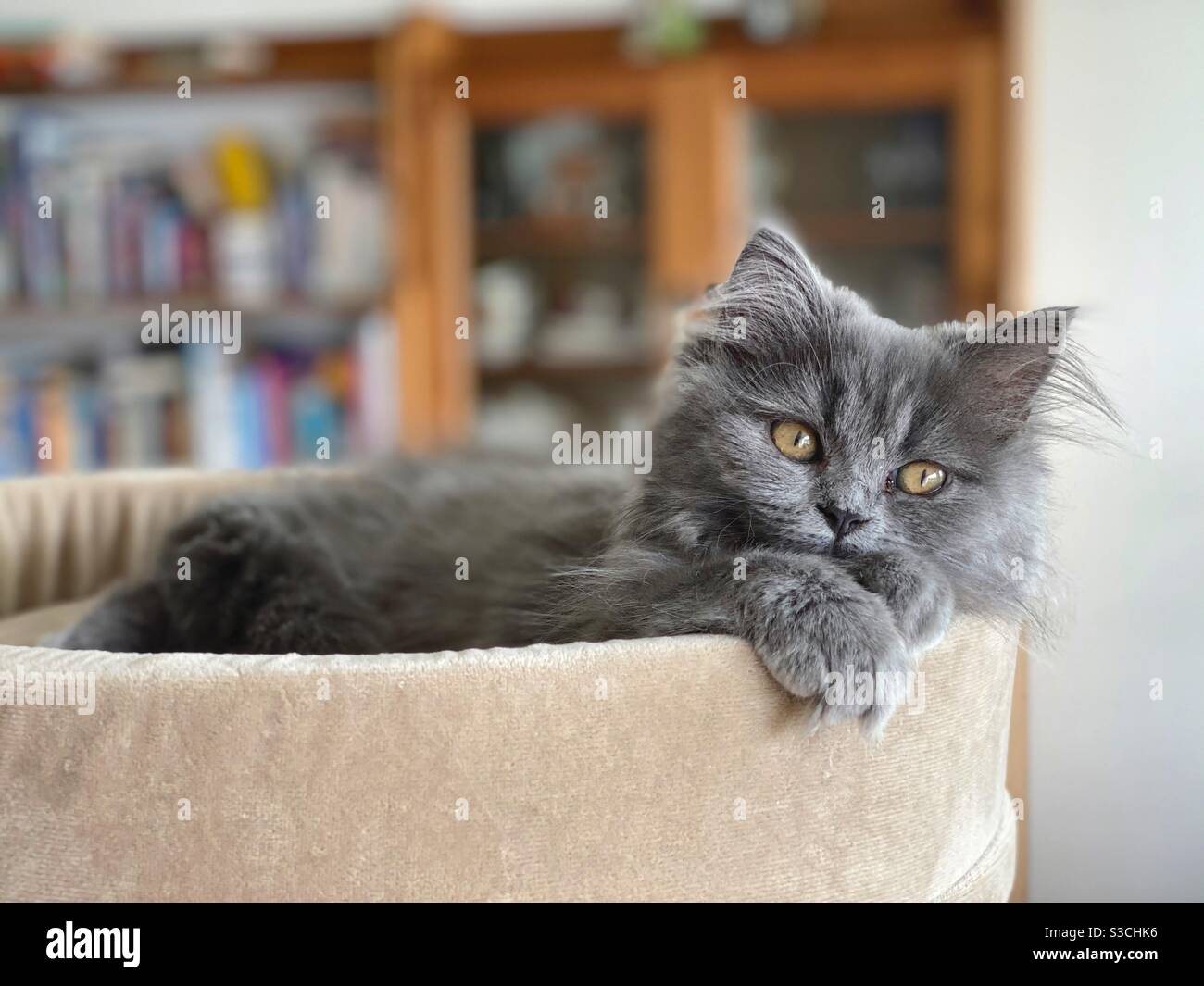 4 Monate altes blaupersisches Kätzchen, das auf einem Katzenbaum ruht. Stockfoto