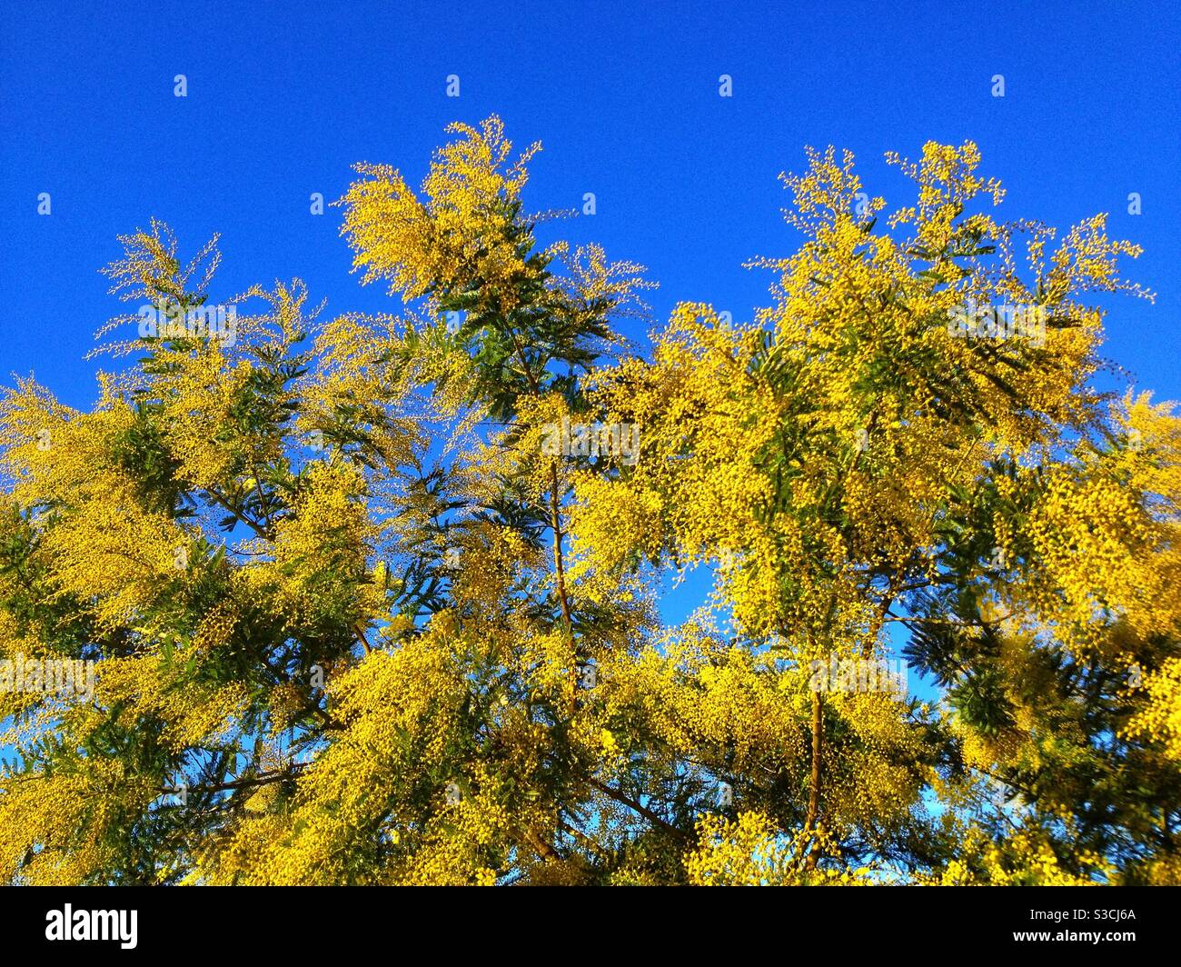 Beginn der Mimose-Blüte in Okzitanien, Frankreich - Smartphone-aufgenommenes Stockfoto