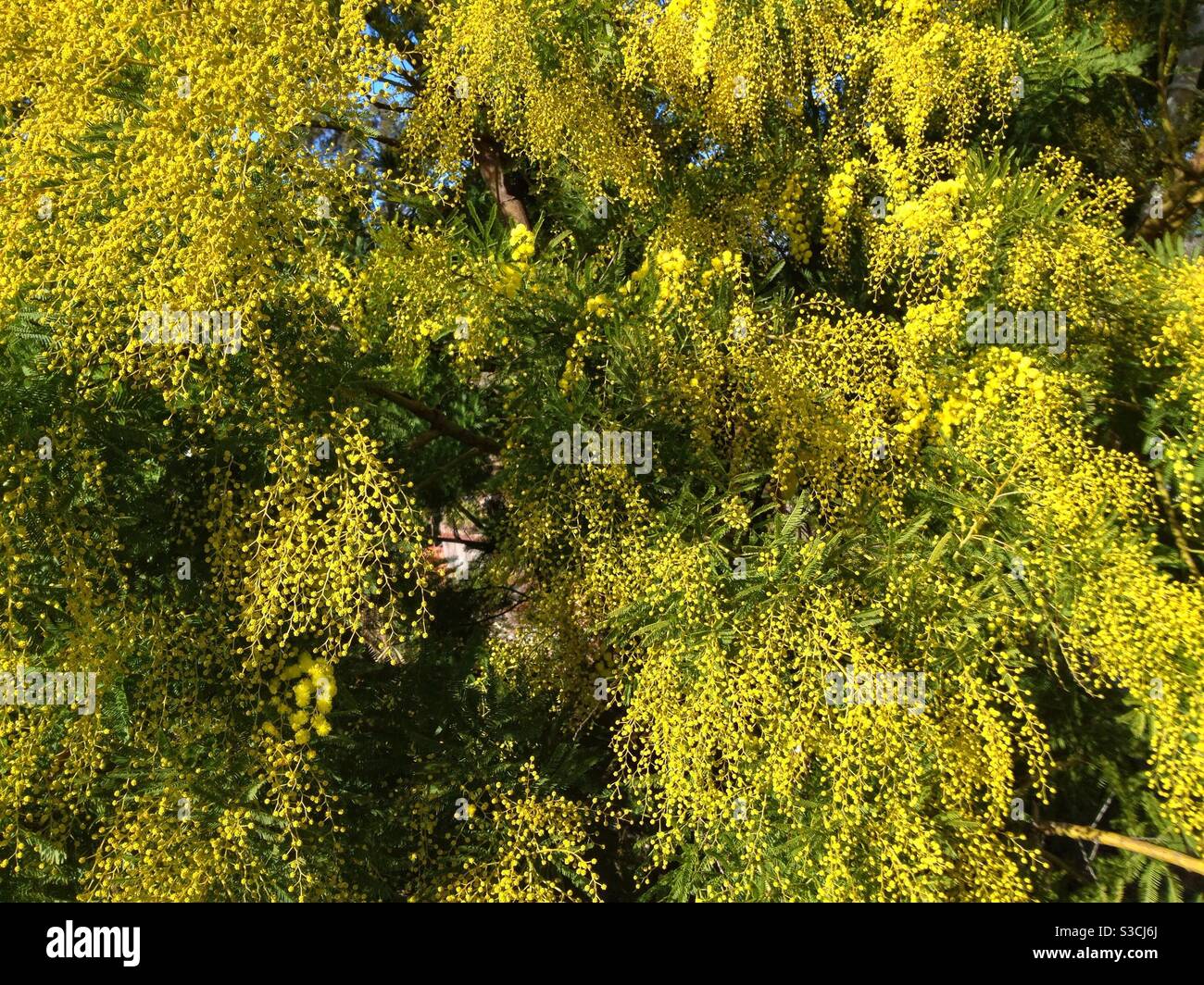 Beginn der Mimose-Blüte in Okzitanien, Frankreich - Smartphone-aufgenommenes Stockfoto