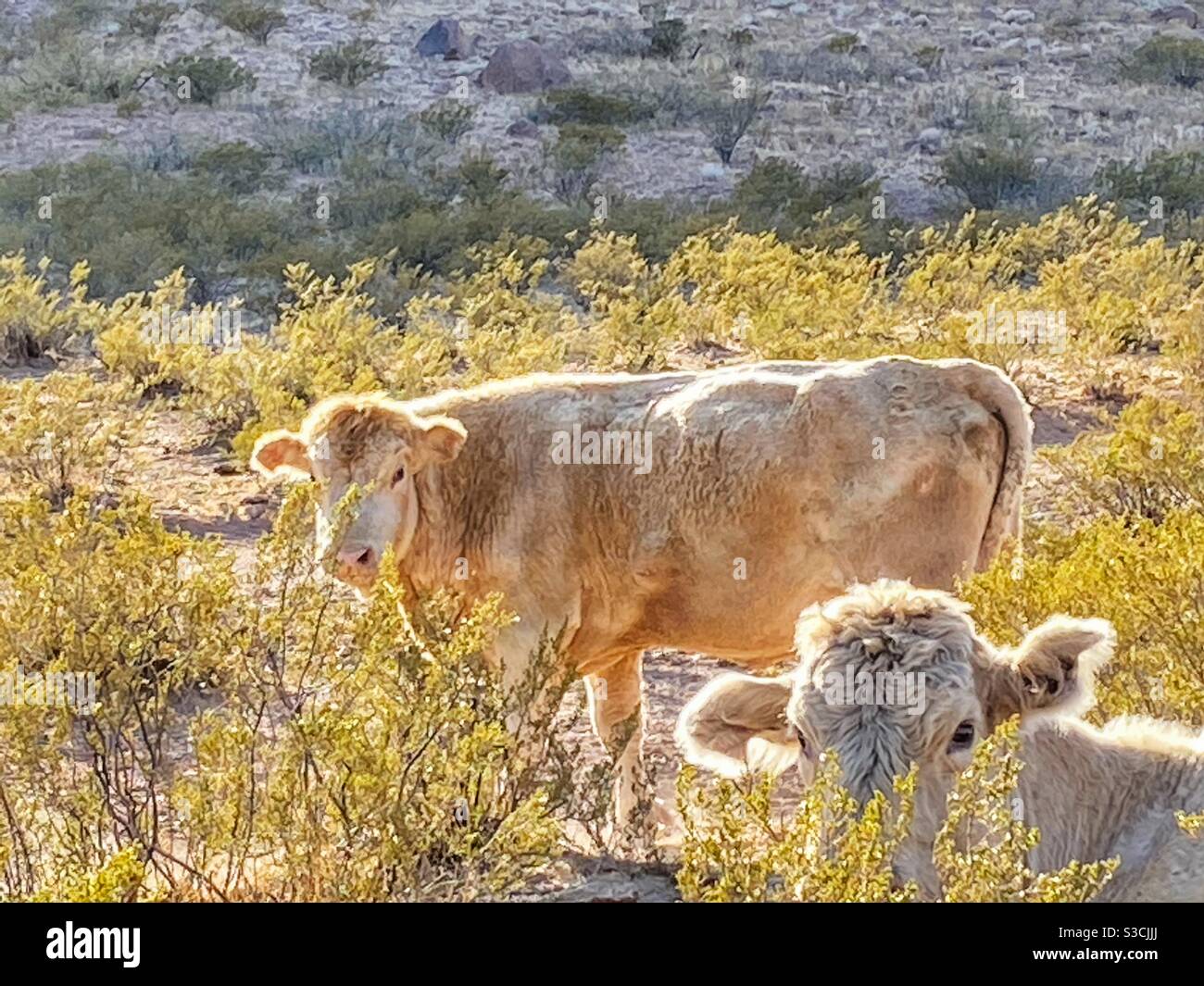 Kühe in den Black Hills in der Nähe von Safford Arizona - Smartphone-aufgenommenes Stockfoto