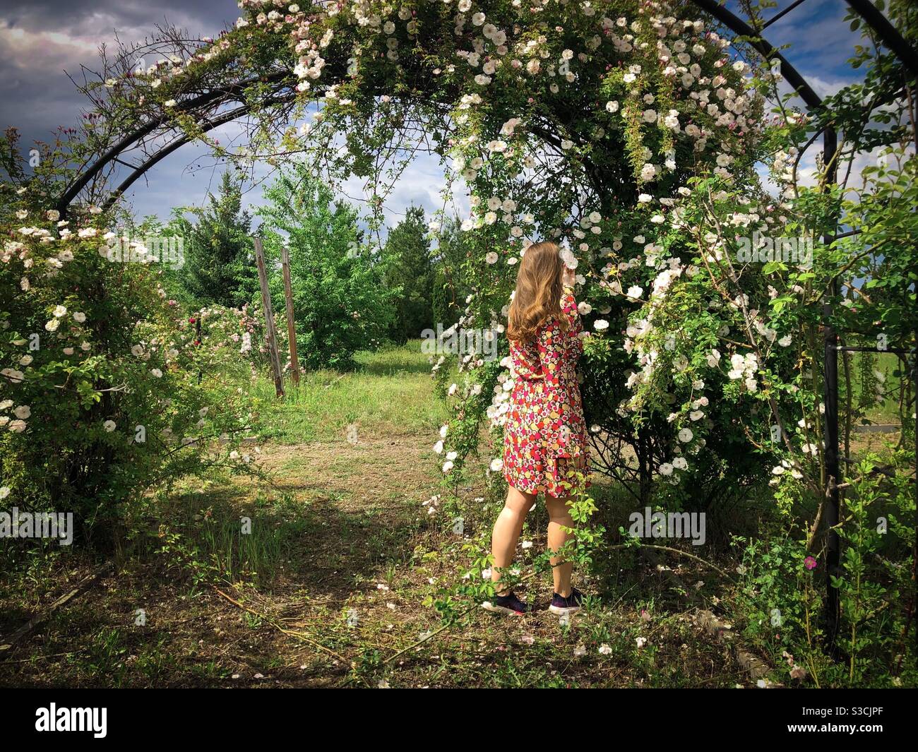 Frau in bunten Kleid Abholung Blumen in einem Garten Rosen - Smartphone-aufgenommenes Stockfoto