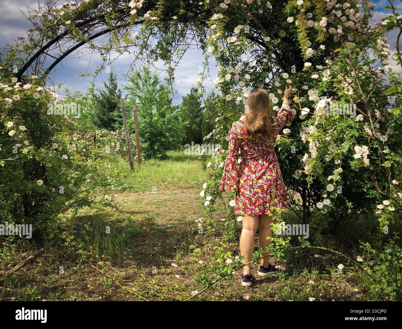 Frau in bunten Kleid Abholung Blumen in einem Garten Rosen - Smartphone-aufgenommenes Stockfoto