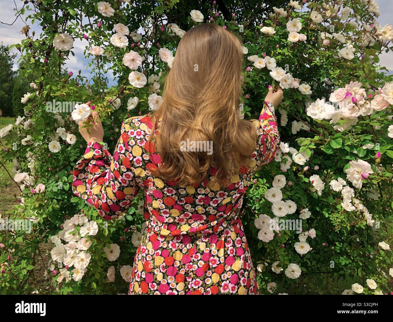 Frau in bunten Kleid Abholung Blumen in einem Garten Rosen - Smartphone-aufgenommenes Stockfoto