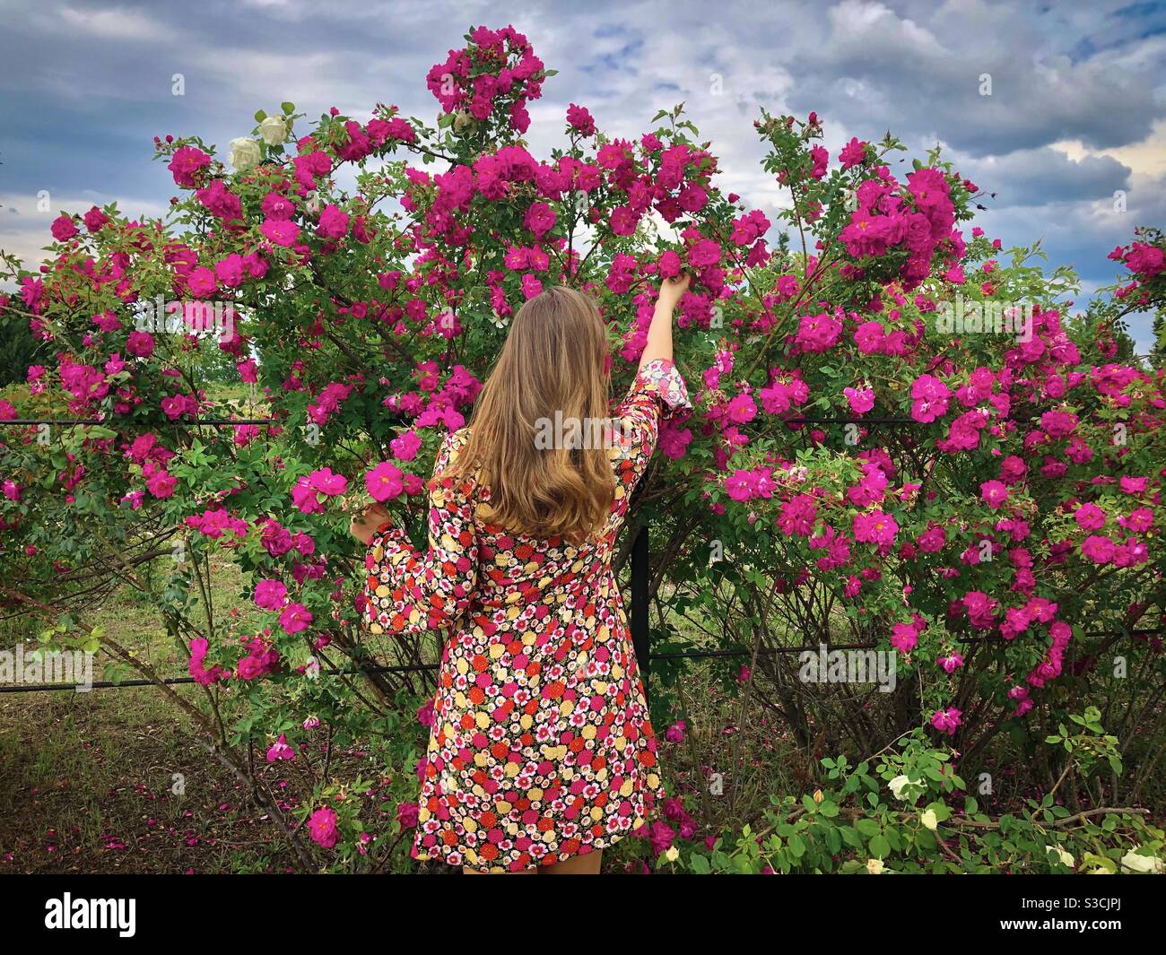 Frau in bunten Kleid Abholung Blumen in einem Garten Rosen - Smartphone-aufgenommenes Stockfoto