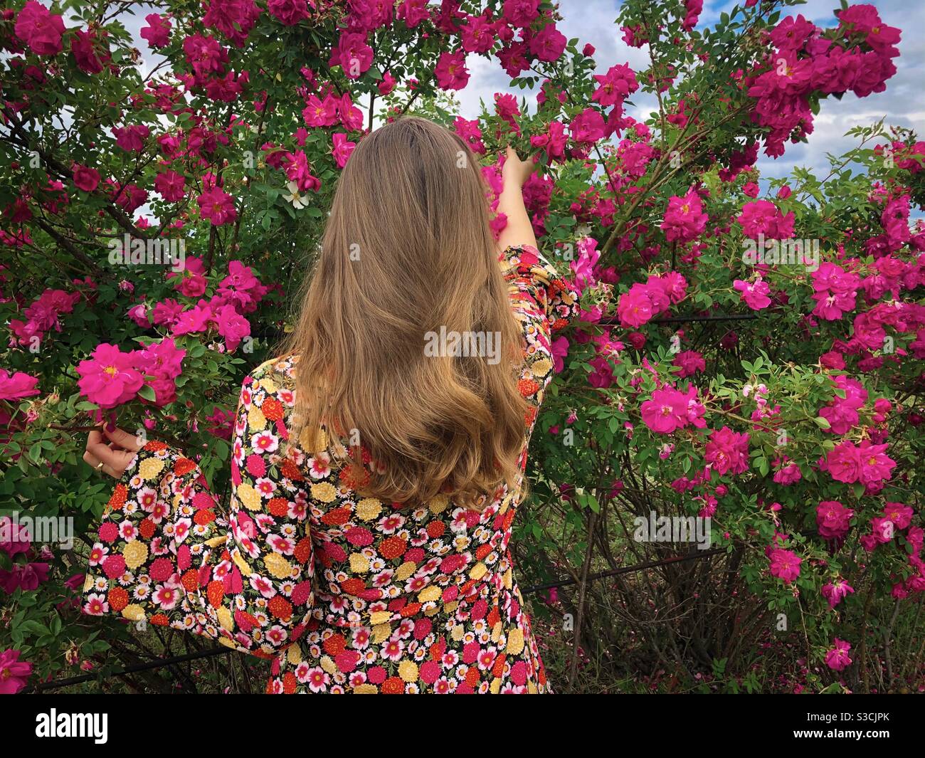 Frau in bunten Kleid Abholung Blumen in einem Garten Rosen - Smartphone-aufgenommenes Stockfoto