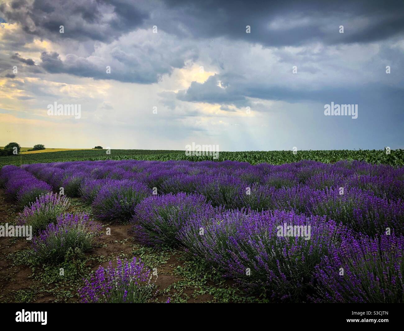 Wolken über dem Feld der Lavendelblüten - Smartphone-aufgenommenes Stockfoto