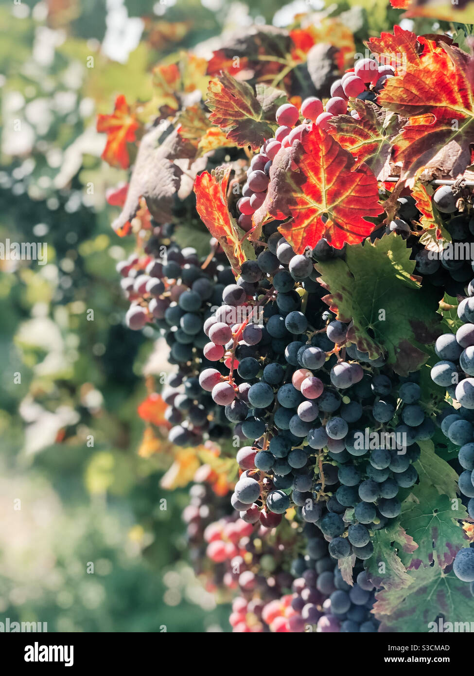 Rotwein Trauben wachsen in einem Weinberg im Finger Lakes NY Stockfoto