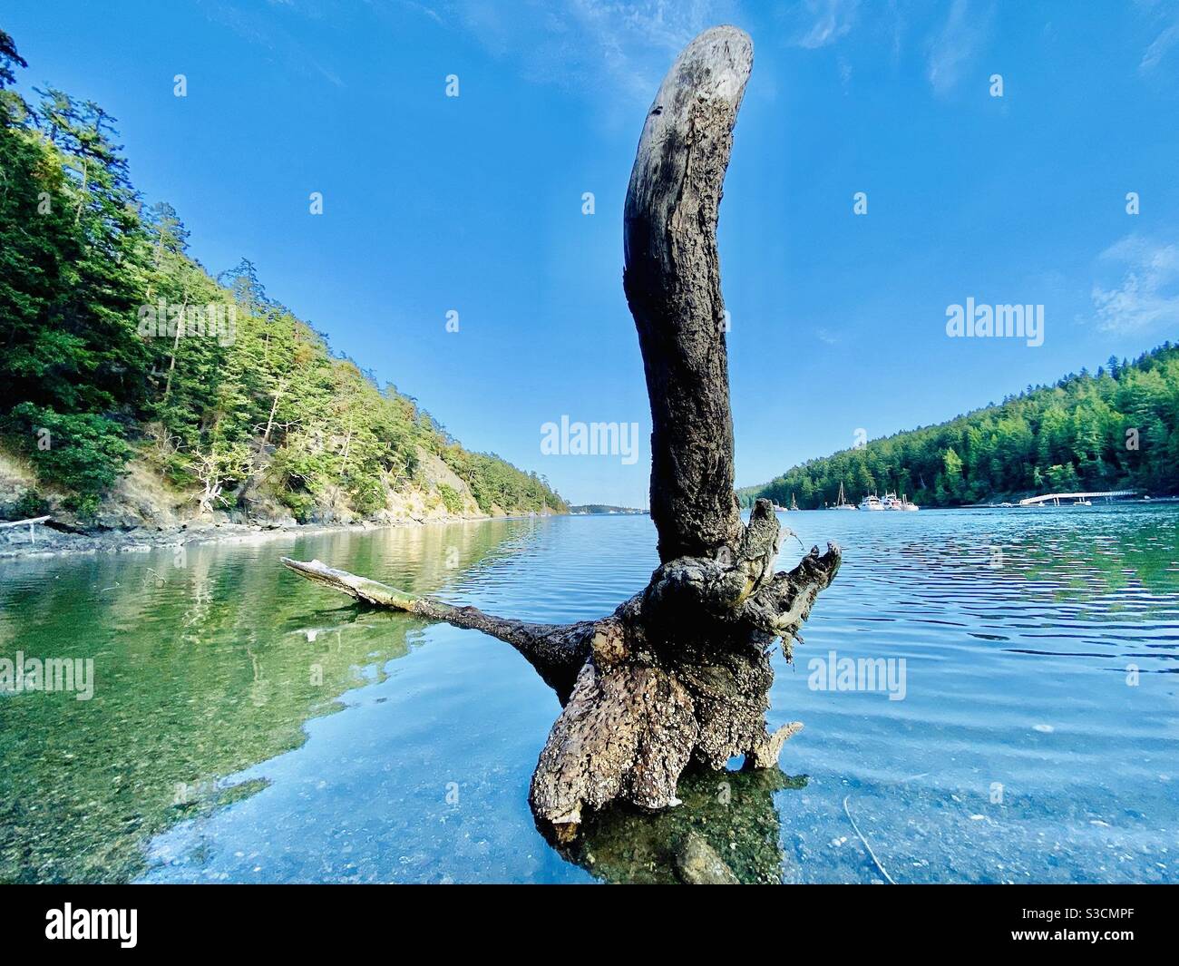 Driftwood am Ufer von Stuart Island, San Juan Inseln, Washington State, USA. Stockfoto