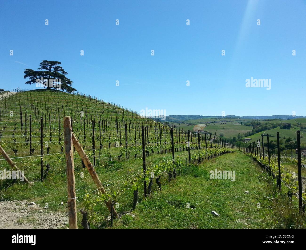 Libanon Zeder auf dem Hügel. Cuneo, Piemont, Italien Stockfoto