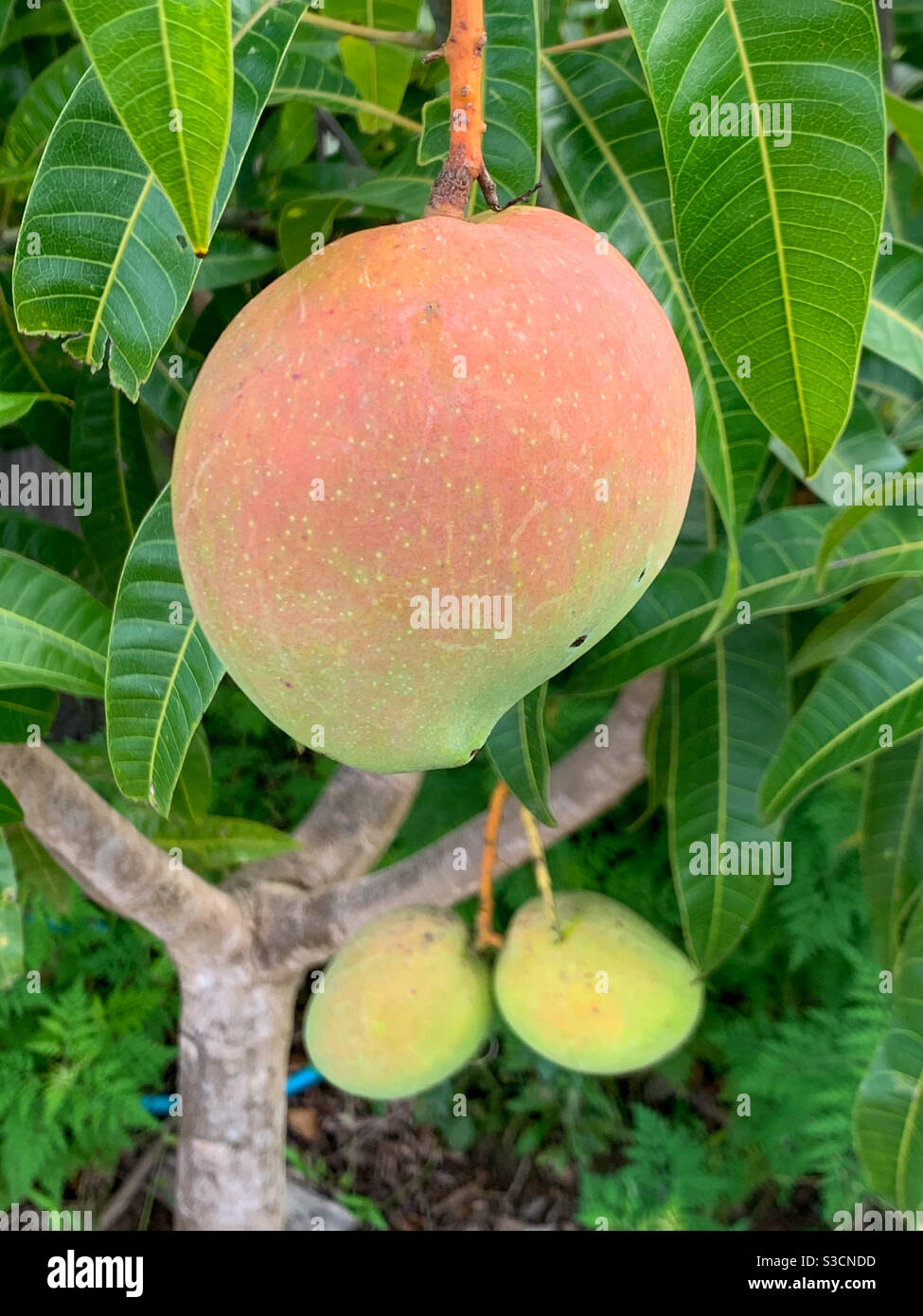 Mangos in verschiedenen Reifungsstadien in einem Mangobaum, grüne Blätter, Australien Stockfoto