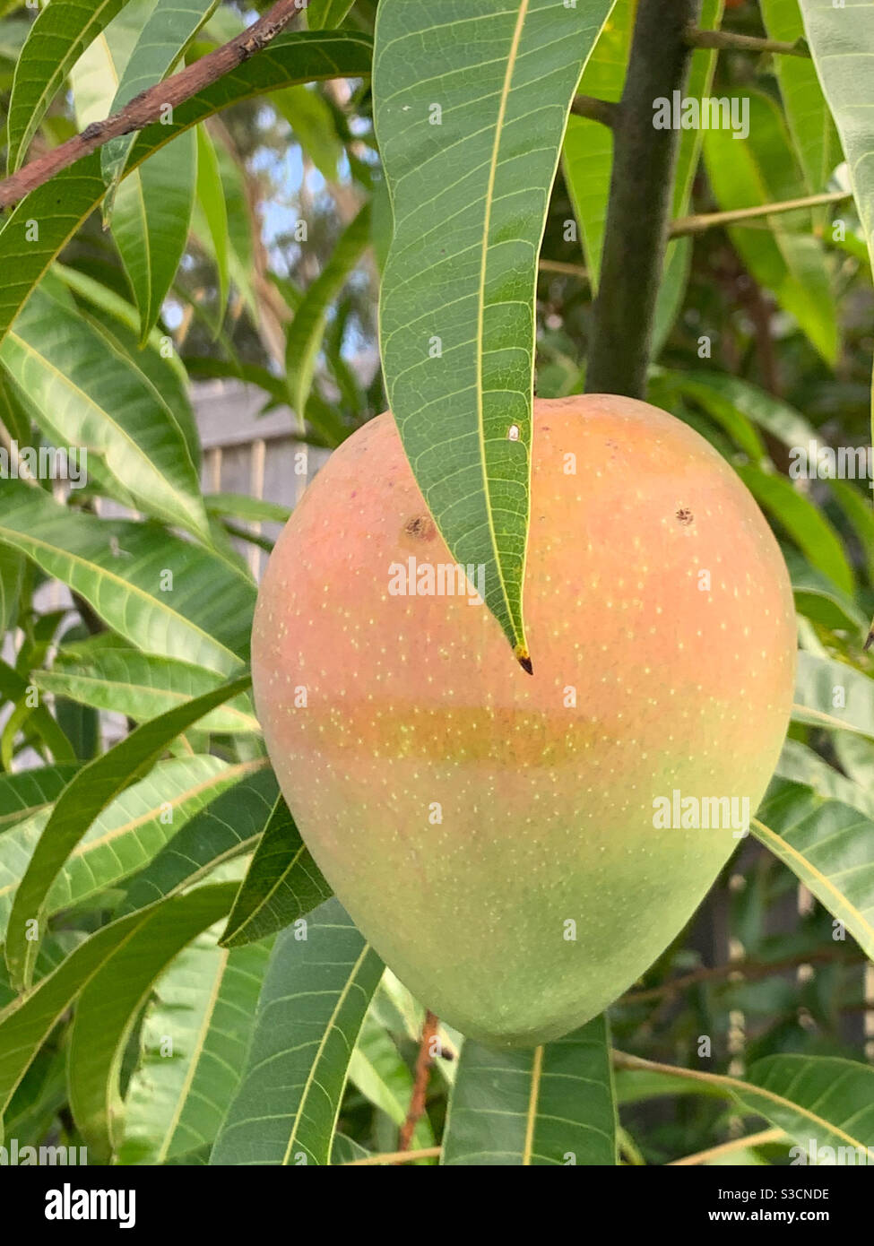 Mango in Bäumen, Farbschattierungen von Grün bis Orangenrosa, Reifungsstufen - Smartphone-aufgenommenes Stockfoto
