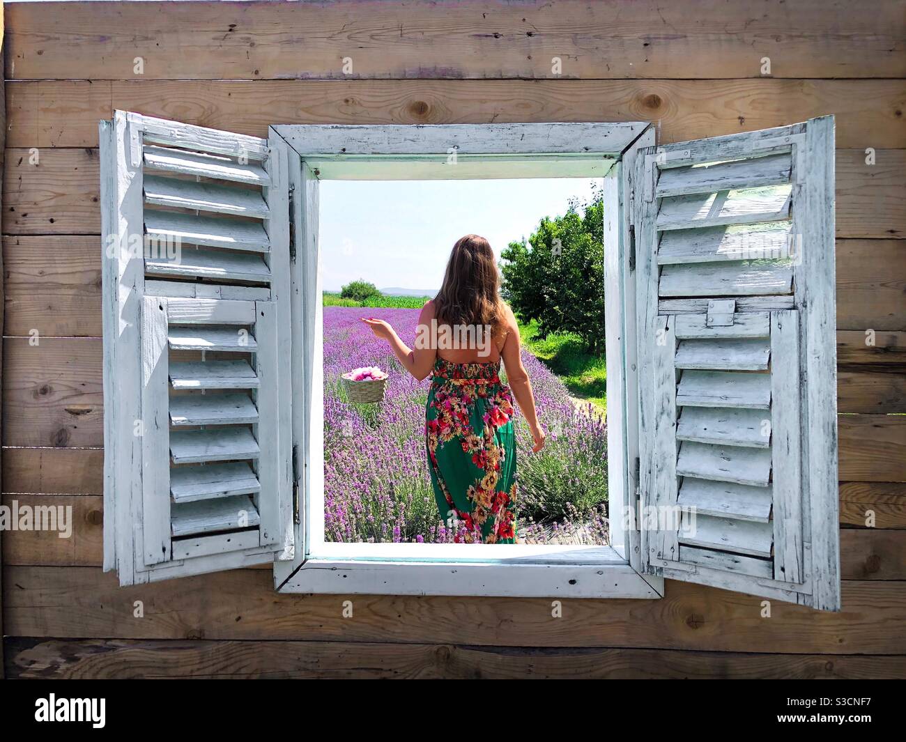 Holzfenster, durch das eine Frau Lavendel aufsammeln kann Seien Sie gesehen - Smartphone-aufgenommenes Stockfoto