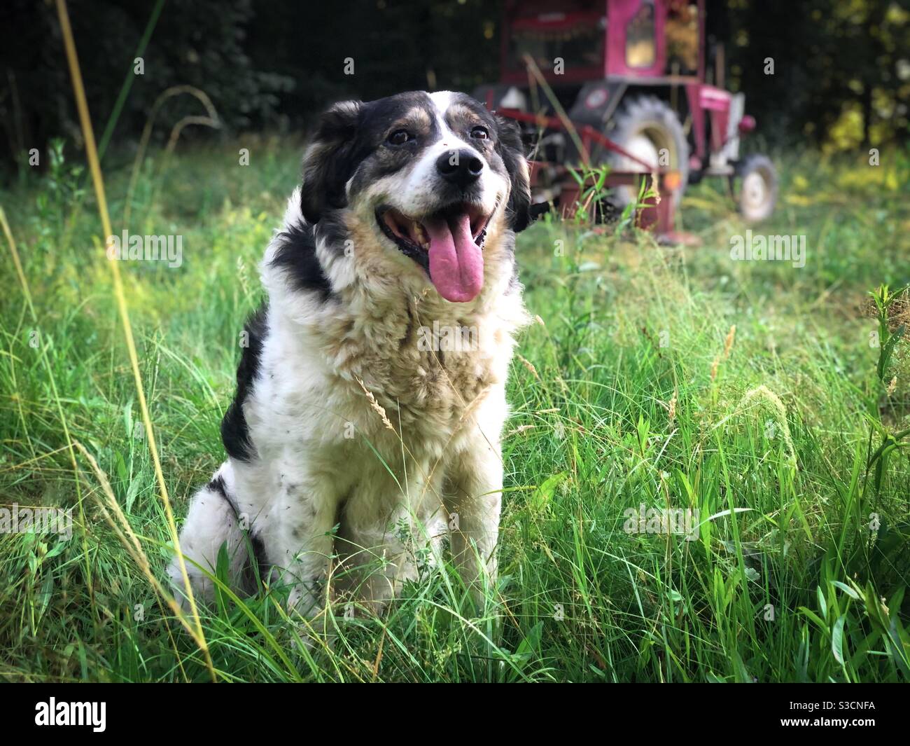Portrait von glücklichen großen Hund Stockfoto