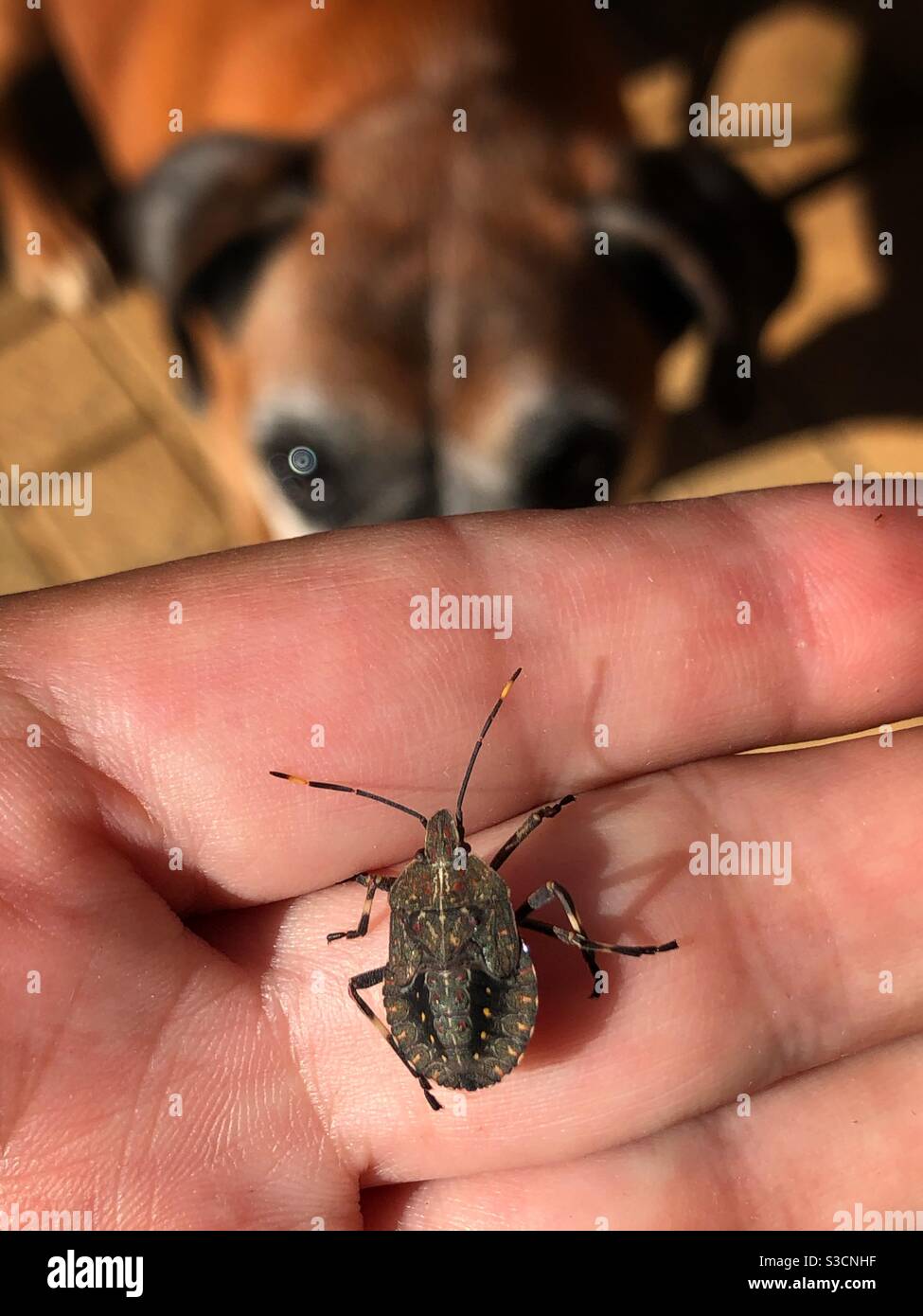 Strink Bug auf der Hand mit interessierten Boxer Hund suchen auf Stockfoto