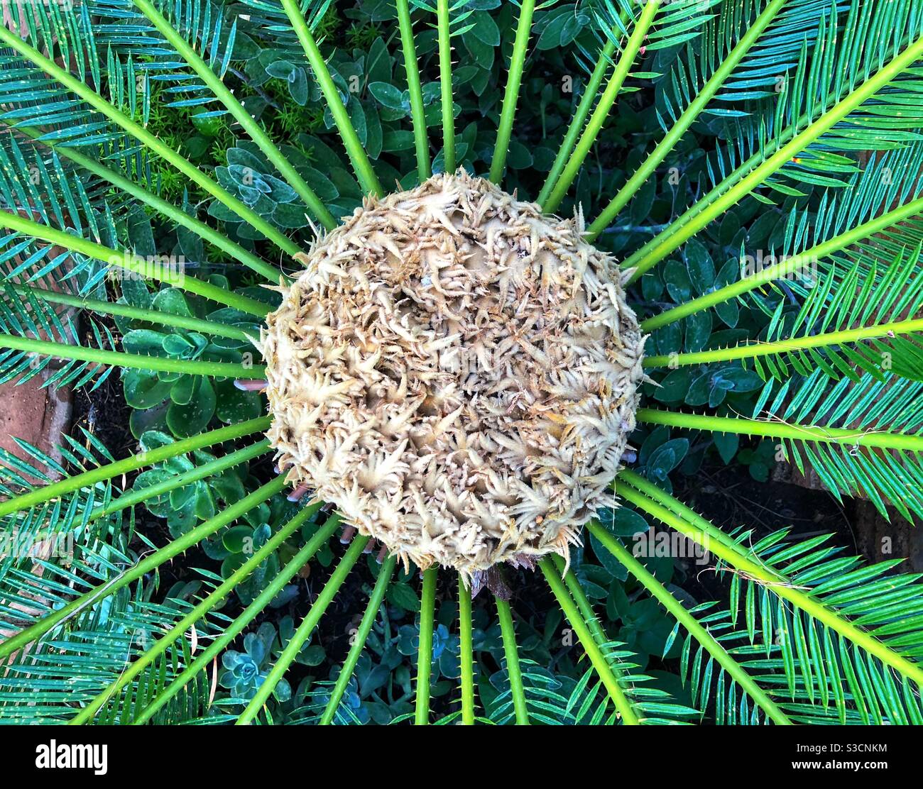 Weibliche Blüte auf der Saga-Palme (Cycas revoluta) - Smartphone-aufgenommenes Stockfoto