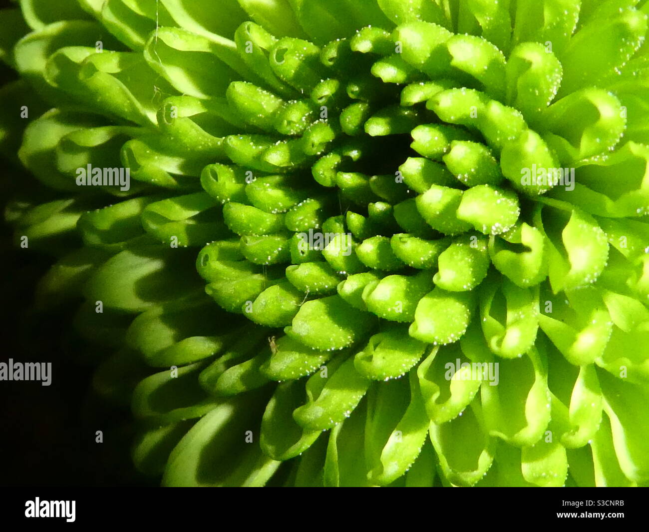 Grüne Blume Stockfoto