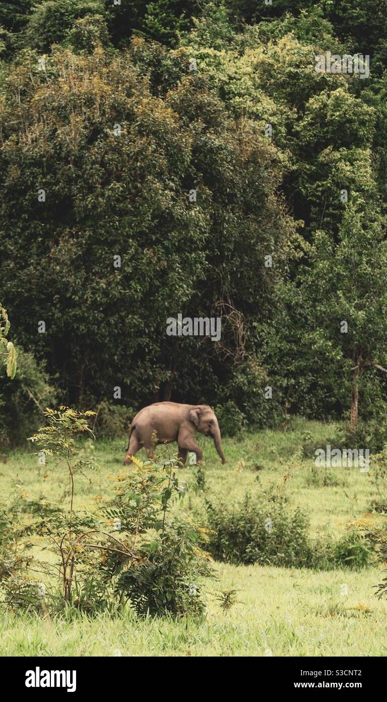 Wilder Elefant im Nationalpark Kui buri in Thailand Wandern Auf der Suche nach Essen Stockfoto