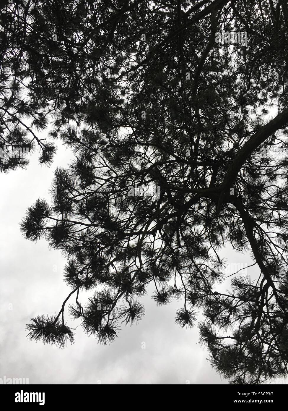 Kiefer gegen weißen Himmel Stockfoto