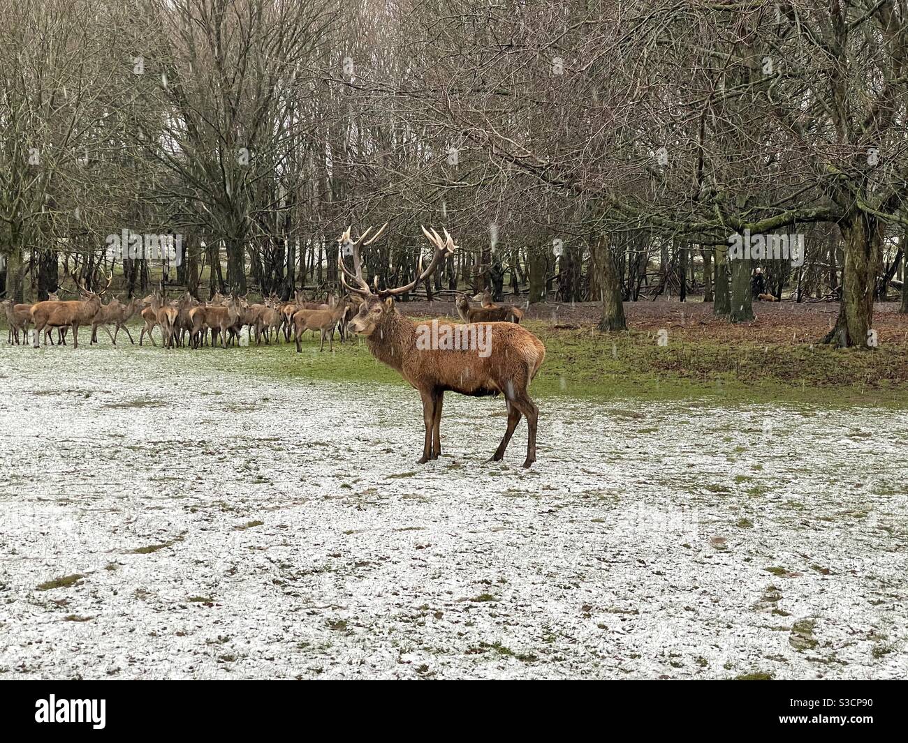 Hirsche im Schnee im Wollaton Park, Nottingham, Großbritannien Stockfoto