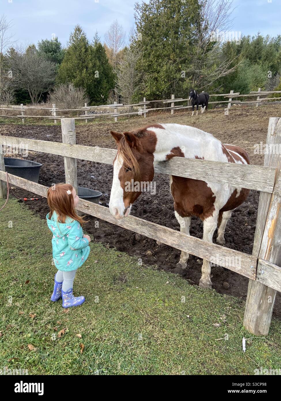 Nettes kleines Mädchen ist aufgeregt, wenn sie ein Pferd trifft Zum ersten Mal bei einem Besuch in einem Hobby Bauernhof im Herbst Stockfoto