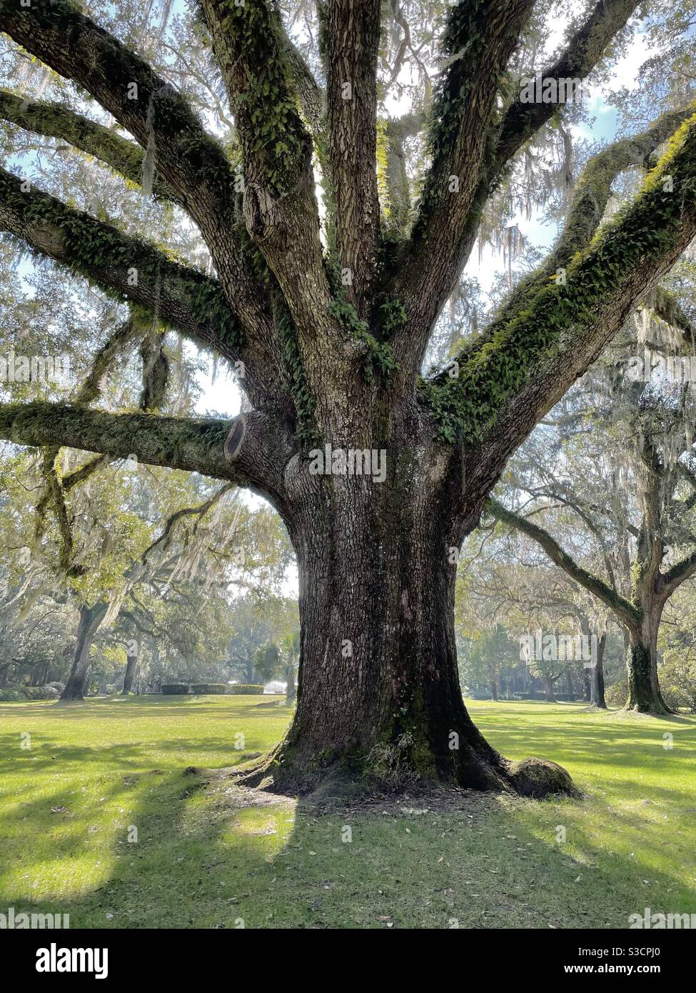 Große Virginia Eiche genannt der Heiratsbaum in Eden Gardens State Park Florida - Smartphone-aufgenommenes Stockfoto