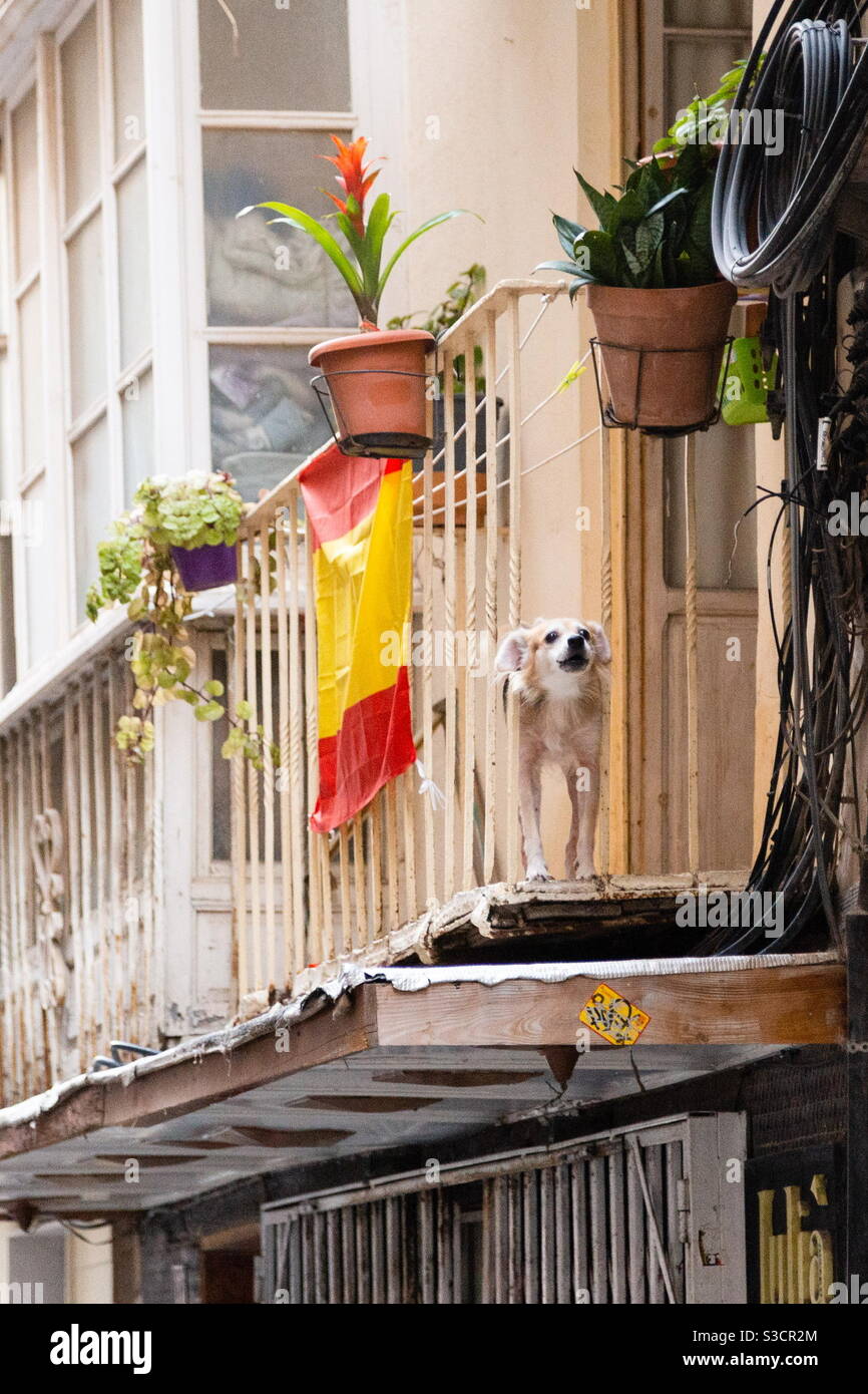 Hundegebell vom Balkon aus Stockfotografie - Alamy