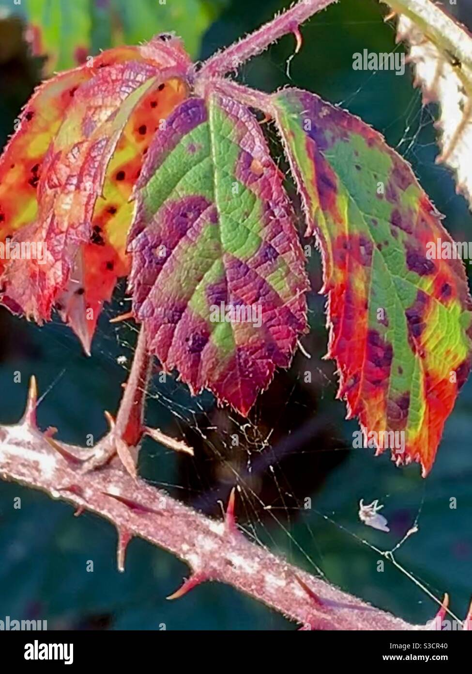 Dramatisch Jewel farbige Herbstblätter auf einem dornigen Zweig. Stockfoto