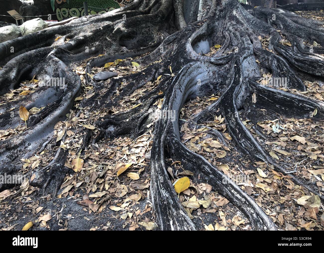 Wurzeln eines Moreton Bay Feigenbaums auch bekannt als australischer Banyan Baum. Stockfoto