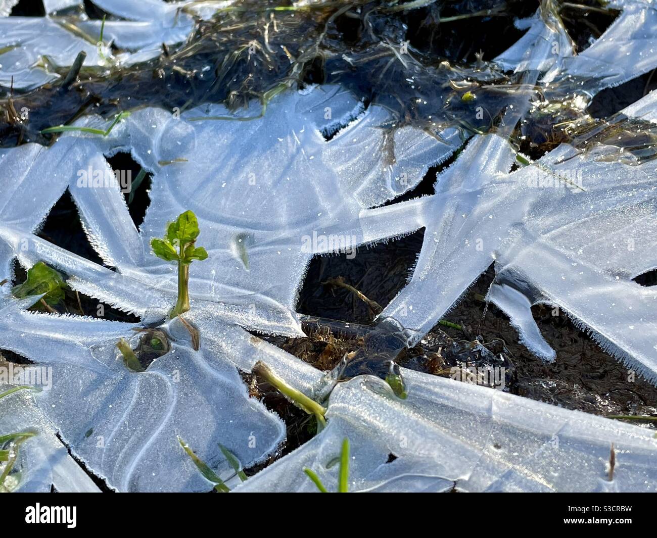 Grüner Shoot taucht durch Eis auf, Januar. Stockfoto
