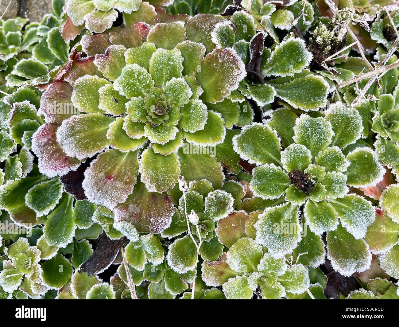 Frostige Gartenpflanzen, Winter. Stockfoto