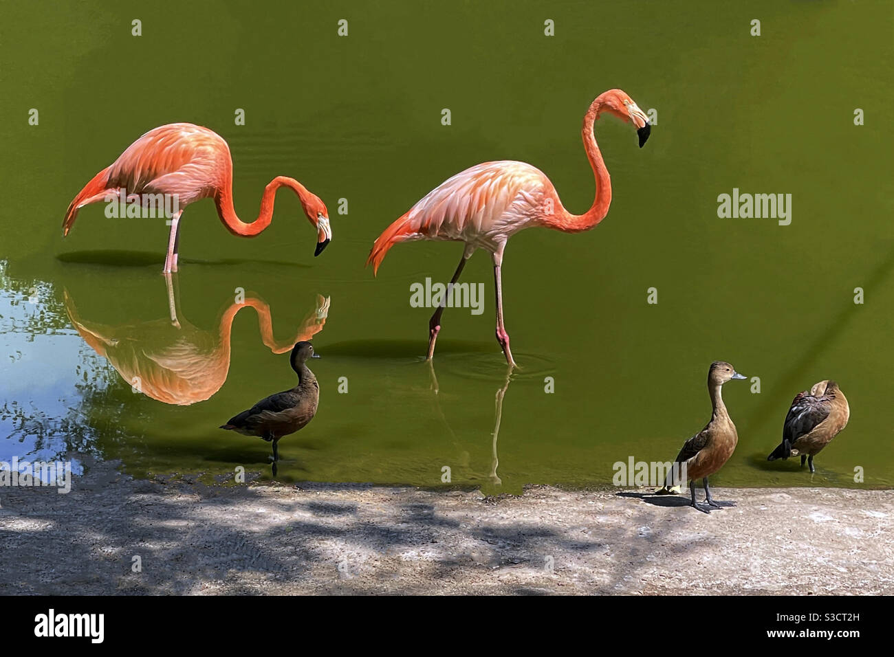 Flamingo Stockfoto