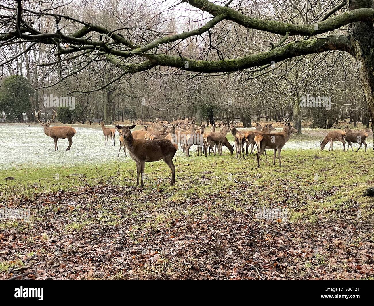 Deer im Wollaton Park, Nottingham, Großbritannien Stockfoto